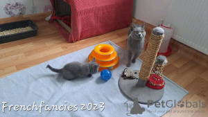 Photo №3. Adorable toilet trained chartreux. France