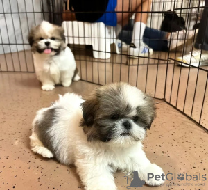 Photo №1. shih tzu - à vendre en ville de Berne | 380€ | Annonce №125757