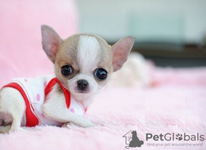 Photos supplémentaires: Wunderschöne Chihuahua-Welpen étudie l'adoption pour l'adoption