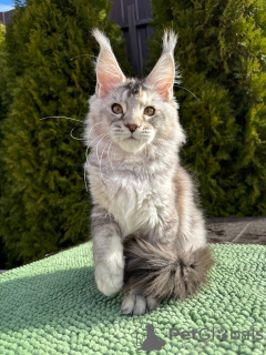 Photo №1. maine coon - à vendre en ville de Noordwijk | Gratuit | Annonce № 100096