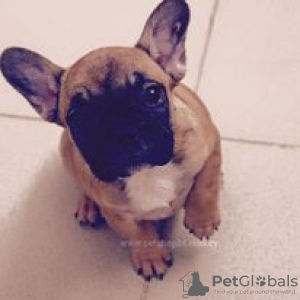 Photo №1. bouledogue - à vendre en ville de Hartford | 379€ | Annonce №109915