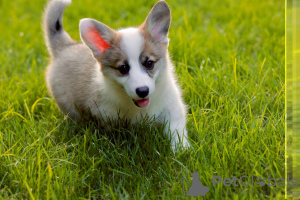 Photos supplémentaires: Je propose à la vente de superbes bébés corgi gallois) il y a 2 filles et 1