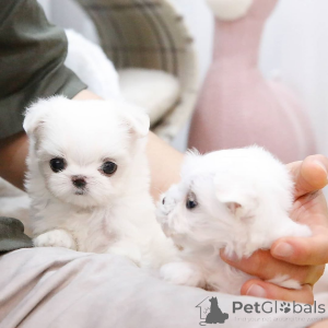 Photo №1.  - à vendre en ville de Épinay-sur-eine | Gratuit | Annonce №163506