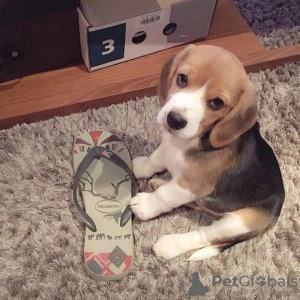 Photo №4. Je vais vendre beagle en ville de Франкфурт-на-Майне. annonce privée - prix - 331€