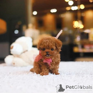 Photo №3. Dean Janet Kay Puppies House. USA