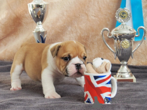 Photo №3. Puppy Bulldog anglais disponible.. Samoa américaines