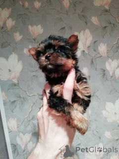 Photo №4. Je vais vendre biewer yorkshire terrier, yorkshire terrier en ville de Vilnius. annonce privée, de la fourrière, éleveur - prix - 650€