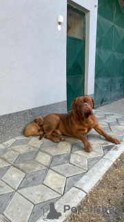 Photo №1. dogue de bordeaux - à vendre en ville de Prokuplje | négocié | Annonce №114130