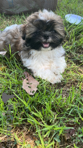 Photo №1. shih tzu - à vendre en ville de Haifa | négocié | Annonce №113024