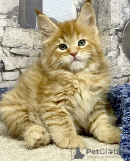 Photos supplémentaires: Chaton maine coon
