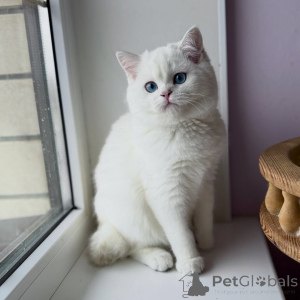 Photo №1. scottish fold - à vendre en ville de Berlin | négocié | Annonce № 165015