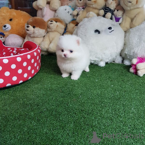 Photo №2 de l'annonce № 135192 de la vente spitz nain - acheter à Allemagne 