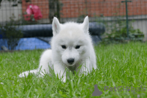 Photo №3. Chiots Husky Sibérien. Serbie