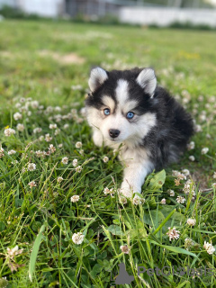 Photos supplémentaires: MINI HUSKY POMERANIEN - POMSKY