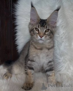 Photo №1. maine coon - à vendre en ville de Aston | négocié | Annonce № 160648