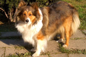 Photo №2 de l'annonce № 425 de la vente shetland (chien) - acheter à Biélorussie annonce privée