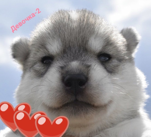 Photo №3. Offert à la vente chiots Husky. Fédération de Russie