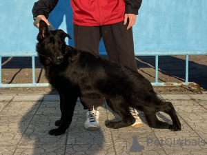 Photo №2 de l'annonce № 40065 de la vente berger allemand - acheter à La Moldavie de la fourrière