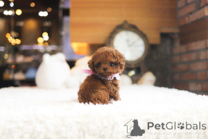 Photo №3. Dean Janet Kay Puppies House. USA