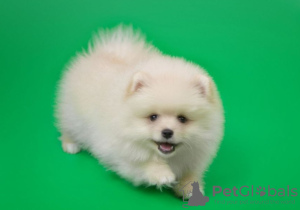 Photo №4. Je vais vendre spitz nain en ville de Saint-Pétersbourg. annonce privée - prix - 188€