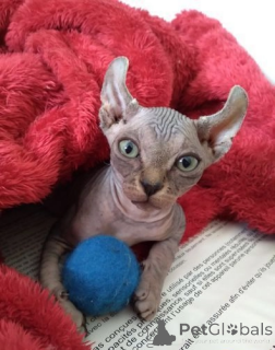 Photo №1. sphynx - à vendre en ville de Arkansas City | 339€ | Annonce № 174015