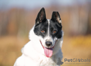 Photo №1. chien bâtard - à vendre en ville de Москва | Gratuit | Annonce №71794