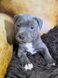 Photo №2 de l'annonce № 171294 de la vente staffordshire bull terrier - acheter à République Tchèque éleveur
