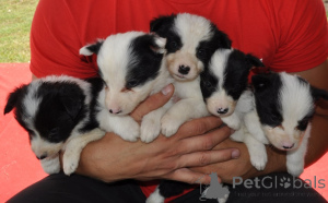 Photo №2 de l'annonce № 146139 de la vente border collie - acheter à Serbie annonce privée
