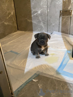 Photo №3. Französische Bulldogge. Allemagne