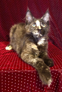 Photos supplémentaires: Le chat Maine Coon est disponible à la vente Happy Aurum Oculis, né le 02/09/19.