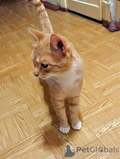 Photo №1.  - à vendre en ville de Saint-Pétersbourg | Gratuit | Annonce № 162779