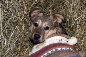Photo №1. chien bâtard - à vendre en ville de Москва | Gratuit | Annonce №58432