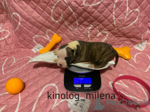 Photo №2 de l'annonce № 127734 de la vente american bully - acheter à Serbie 