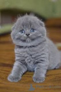 Photo №2 de l'annonce № 165831 de la vente scottish fold - acheter à Belgique annonce privée, éleveur