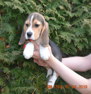 Photo №2 de l'annonce № 1808 de la vente beagle - acheter à Fédération de Russie de la fourrière