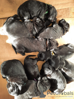 Photo №3. Schnauzer géant chiots mignons à vendre. Estonie