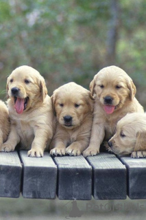 Photo №3. Superbes chiots Golden Retriever disponibles. USA