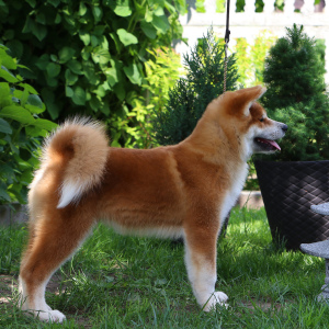 Photo №2 de l'annonce № 2837 de la vente akita (chien) - acheter à Biélorussie de la fourrière, éleveur