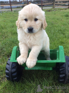 Photo №3. Chiots Golden Retriever en bonne santé à vendre. Allemagne