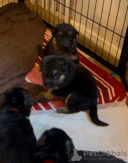 Photo №2 de l'annonce № 132095 de la vente yorkshire terrier - acheter à Australie annonce privée