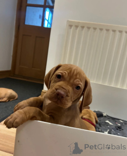 Photo №1. braque hongrois à poil court - à vendre en ville de Gavirzhov | 531€ | Annonce №153753