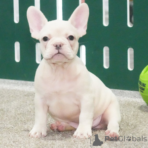 Photo №2 de l'annonce № 162630 de la vente bouledogue - acheter à Allemagne 