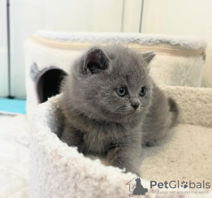 Photo №1. british shorthair - à vendre en ville de New york | 284€ | Annonce № 118022