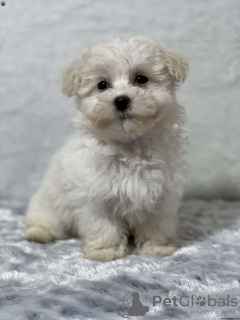Photo №3. Maltipoo F 1 B Chiots à vendre. L'Autriche