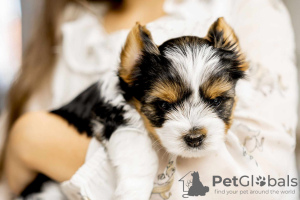 Photo №2 de l'annonce № 79252 de la vente biewer yorkshire terrier - acheter à Pologne annonce privée