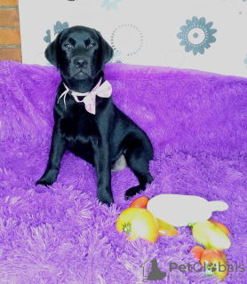 Photo №3. Chiots hauts du Labrador Retriever. Allemagne