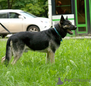 Photos supplémentaires: Grand, chien de berger d'Europe de l'Est, âgé de 4,5 ans. Vous cherchez une
