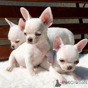 Photo №1. chihuahua - à vendre en ville de Copenvague | négocié | Annonce №178392