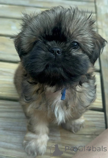 Photo №1. shih tzu - à vendre en ville de Mauvais münsteerefel | 420€ | Annonce №176229