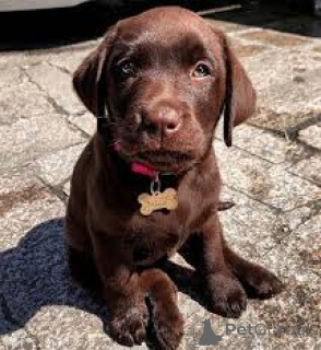 Photo №3. Adorables chiots Labrador Retriever à vendre. France